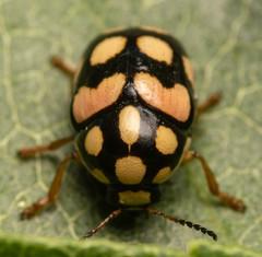 Cryptocephalus