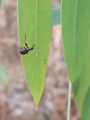Euops falcata