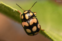 Cryptocephalus
