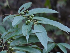 Grewia serrulata