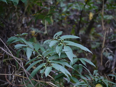 Grewia serrulata