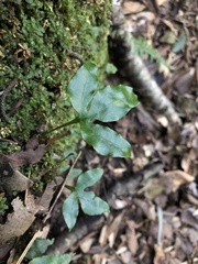 Leptochilus ellipticus