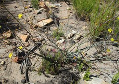 Osteospermum polygaloides