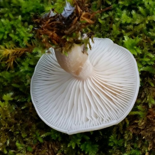 Snowy Waxcap