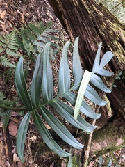 Rhaphidophora