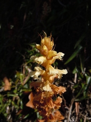 Orobanche amethystea amethystea