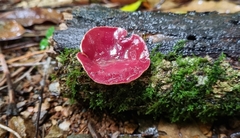 Phillipsia subpurpurea