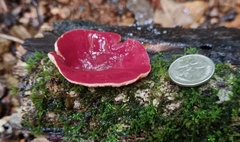 Phillipsia subpurpurea