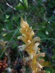 Orobanche amethystea amethystea