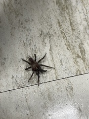 Antrodiaetus pacificus