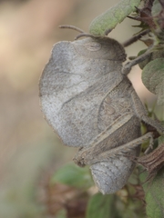 Teratodes monticollis