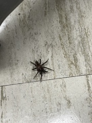 Antrodiaetus pacificus