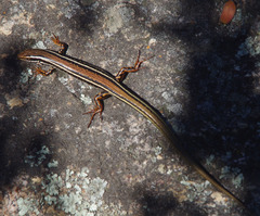 Ctenotus labillardieri