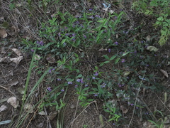 Vicia unijuga