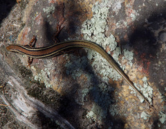 Ctenotus labillardieri