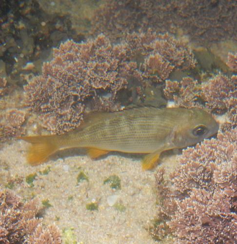 Musselcracker Seabream