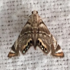 Eoparargyractis irroratalis