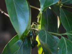 Psydrax umbellata