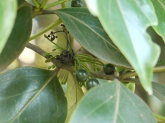 Psydrax umbellata