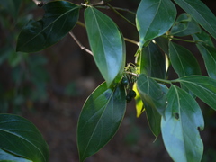Psydrax umbellata