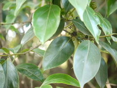 Psydrax umbellata