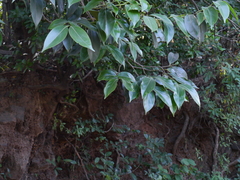 Psydrax umbellata
