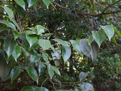 Psydrax umbellata