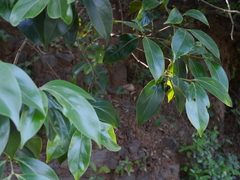 Psydrax umbellata