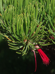 Melaleuca hislopii
