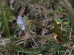 Murdannia loriformis