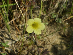 Centranthera cochinchinensis