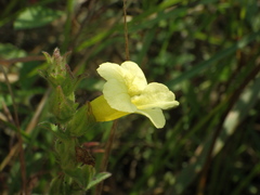 Centranthera cochinchinensis