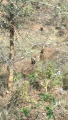 Copsychus fulicatus