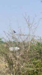 Copsychus fulicatus
