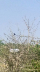Copsychus fulicatus