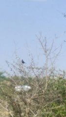 Copsychus fulicatus