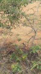 Copsychus fulicatus