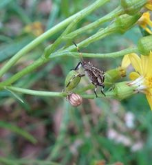 Oncocoris geniculatus