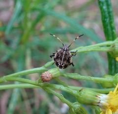 Oncocoris geniculatus