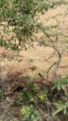 Copsychus fulicatus
