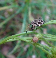 Oncocoris geniculatus
