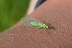 Pseudomallada flavifrons