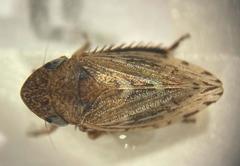 Aphrodini