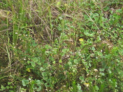 Lespedeza virgata