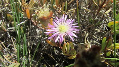 Lampranthus stenus
