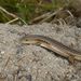 Eastern Striped Skink - Photo (c) coenobita, some rights reserved (CC BY), uploaded by coenobita