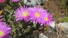 Lampranthus falciformis