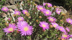 Lampranthus falciformis