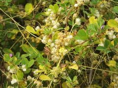 Cuscuta australis
