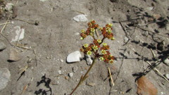 Crassula cymosa